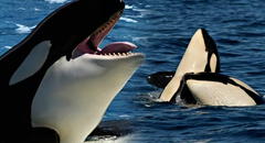 Científicos graban a grupo de orcas devorando delfines en el norte de Chile y descubren nueva forma de caza