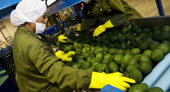 Agroexportaciones peruanas sumaron US$6.755 millones entre enero y agosto