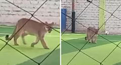 Captan a puma ingresando a campo deportivo en Chincha y usuarios bromean: “Quería su pichanga”