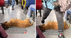 Perrito duerme plácidamente en bus de Lima y usuarios bromean: “Se va a pasar de paradero”