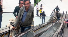 Perrito usa scooter para subir escaleras eléctricas y es furor en redes: “Como se lo merece”