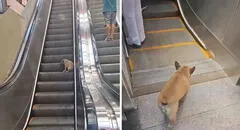 Perro descubre cómo usar escaleras mecánicas y sorprende con su habilidad de subir y bajar: clip es viral
