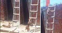 ‘Firulais’ enternece en redes al luchar por subir una escalera: “Es el maestro de obra”