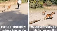 Perrito sorprende al cargar madera para ayudar a su dueño: “Se merece todas las croquetitas del mundo”