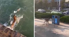 Perrito sorprende al recoger desechos del mar y depositarlo en basurero: "Muy educado"