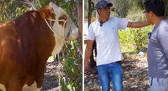 Ganadero cajamarquino rechaza oferta de S/38.000 por su toro y causa revuelo: “Vale más que eso”