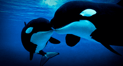 Orcas son grabadas devorando delfines en costas de Chile: científicos descubren nueva forma de caza