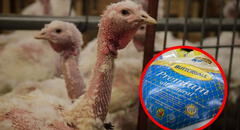 PETA denuncia a Butterball por abuso sexual a pavos en EE. UU.: video confirma maltrato de la empresa