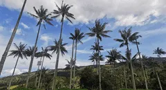 La palmera más alta del mundo está en Sudamérica: fue reconocida por el Guinness World Records