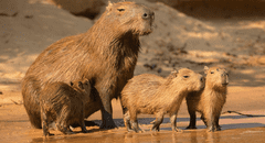 ¿Qué es un capibara o ronsoco? Conoce dónde vive, cuál es su nombre científico y qué come el animal más viral