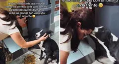 Perrito callejero tuvo conmovedor gesto de amor con joven que lo alimentó: "Un besito en la frente"