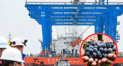 Este fue el primer producto peruano que se envió a China a través del Megapuerto de Chancay: es muy deseado en Asia