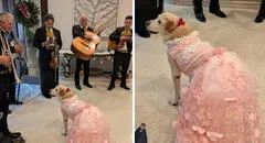 Familia celebró con 'quinceañero' a su perrita y fiesta generó opiniones divididas en redes: llevaron mariachis