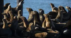 El retorno de los lobos marinos a las islas de California luego de más de 100 años: cómo y cuándo verlos en  EE. UU.