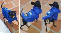 Perrito enternece en redes con su singular forma de caminar: “Parece Miss Universo”