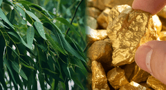 Científicos descubren que un árbol que crece en todas partes extrae el oro del suelo hasta sus hojas
