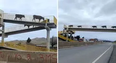Vacas sorprenden al usar puente peatonal para cruzar la carretera y usuarios bromean: “Son civilizadas”