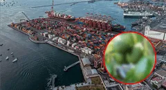 La nueva fruta peruana que es deseada en China y se envía desde este importante puerto marítimo en Sudamérica