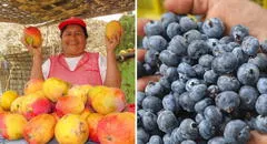 Sector agropecuario creció 12,4% en noviembre del 2024: ¿qué productos lideraron el incremento?