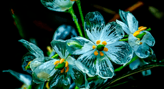La 'flor de cristal': se vuelve transparente con la lluvia y crece únicamente en 3 países