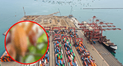 Esta fruta peruana tuvo el mayor crecimiento de exportación del 2024, según Mincetur: no es el arándano ni la palta