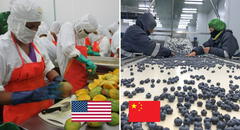 Este producto natural peruano fue el más exportado en el 2024: EE. UU. y China lideran compras