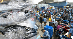 ¿Sabes como reconocer el pescado fresco de otro congelado? Conoce el paso a paso, según Produce