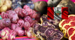 Estos tipos de papas oriundas del Perú serán exportados desde 2025: se prevé superar los US$80 millones