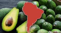 El país de Sudamérica que conquistó a China con su palta y superó a Chile: 50.000 toneladas exportadas del "oro verde"