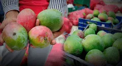 Crisis del mango en Perú: agricultores en alerta mientras el Gobierno impulsa la frambuesa como solución