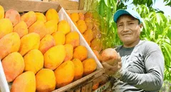 ¿El precio del mango seguirá bajando tras caer a S/0,20 el kilo? Esto dice el Midagri sobre lo que pasará con la fruta en los próximos meses