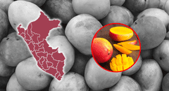 Estas son las regiones peruanas más afectadas por el exceso de producción de mango en 2025: representan el 95% de las coseshas