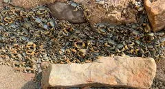 Miles de cangrejos invaden la playa La Herradura en Chorrillos: conoce las causas de este evento