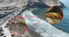 Miles de cangrejos aparecen en la playa La Herradura en Chorrillos: ¿de qué especie se trata y qué los atrajo?