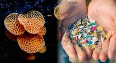 Científicos descubren unos hongos marinos capaces de comer plásticos y no los transforman en microplásticos