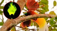 Descubren en Sudamérica un ave que brilla en la oscuridad y podría cambiar la forma en que estas especies cortejan