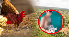 Loreto: adolescente roba gallina y lo esconde en sus partes íntimas para no ser descubierto