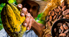 Estudio determina que Perú tiene el cacao más antiguo del mundo: investigación se presentó en el Chocoa 2025