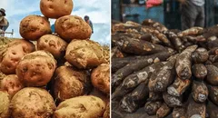 No es ni la yuca ni la papa: el tubérculo que fortalece la memoria y casi nadie consume, ¿cómo incluirlo en tu dieta?