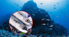 El pescado rico en colágeno que ayuda a mantener tu piel joven y saludable: habita en el mar peruano y tiene un costo accesible