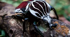 El insecto más grande del mundo se extingue por el cacao y su industria en África, según estudio científico