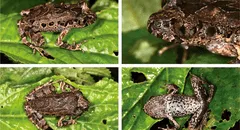 Científicos descubren en China una nueva especie de sapo: presenta una cabeza triangular y ojos de colores metálicos