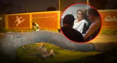 Mujer salva de morir luego de que árbol cayera encima de su auto en movimiento en San Borja