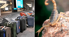 Massachusetts: mujer fue picada por un escorpión mientras esperaba su equipaje en el Aeropuerto Logan de Boston