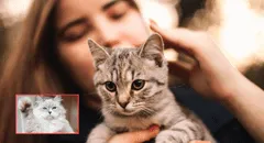 Estudio revela que los gatos domesticados mantienen su instinto salvaje y cazan más de 2.000 especies: desde insectos hasta mamíferos