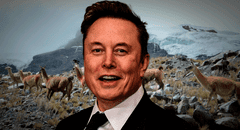 DOGE de Elon Musk cancela casi US$ 1 millón en subvenciones de Estados Unidos para cría de alpacas en Perú