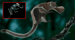 Científicos descubren una antigua ardilla voladora gigante en Estados Unidos: solo se tenía registro de esta especie en Asia y Europa