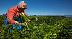 Deportaciones masivas de Trump y su impacto en la agricultura: ¿cuáles son los estados más afectados por la escasez de mano de obra en EEUU?