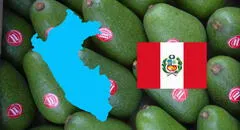 Perú busca superar a este país como el principal productor de palta en el mundo: crece demanda del 'oro verde' en China y más