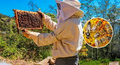 Crisis ecológica en EEUU: el 70% de las colonias de abejas melíferas podrían desaparecer, afectando cultivos